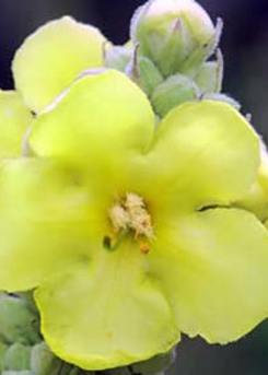 Mullein