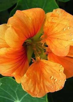 Nasturtiums