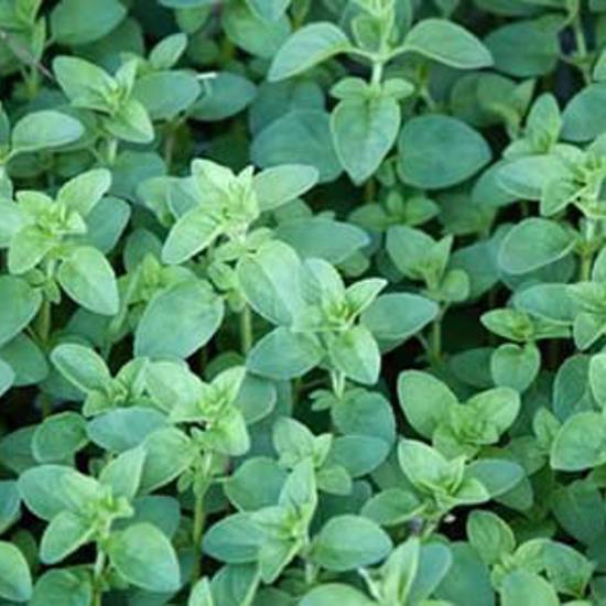 Oregano