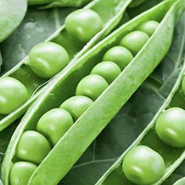 Medical Medium Healing Essentials