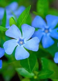 Periwinkle