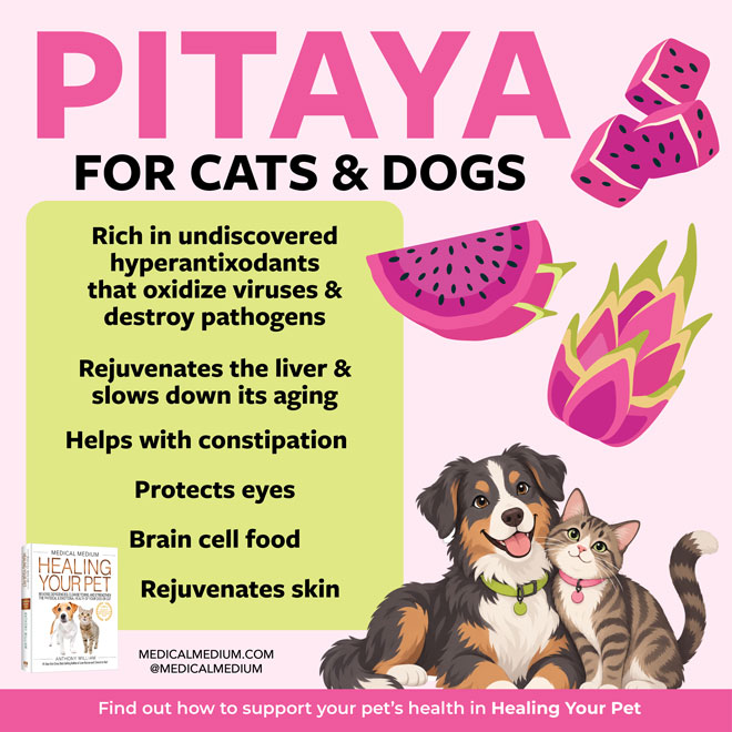 Pitaya For Cats & Dogs