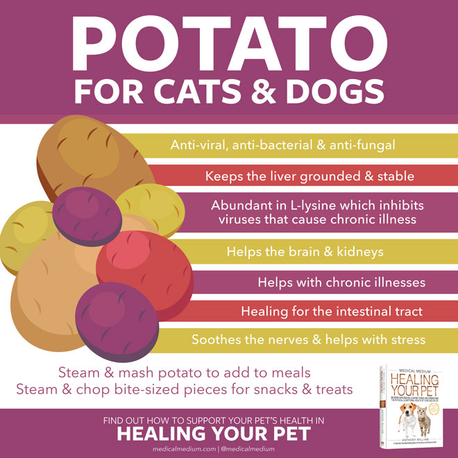 Potato For Cats And Dogs