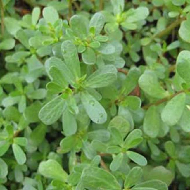 Purslane