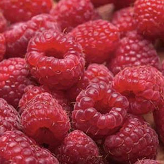 Medical Medium Healing Foods (Blog)