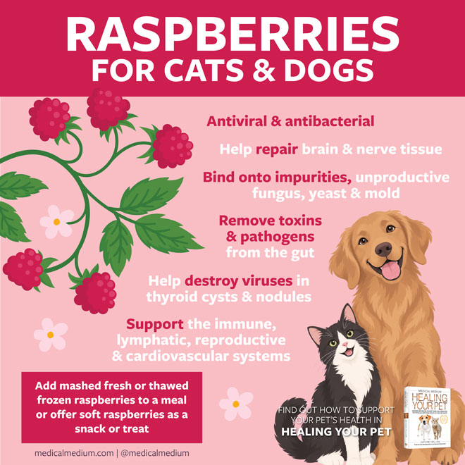 Raspberries For Cats And Dogs