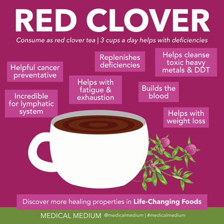 Red Clover: Lymph Cleanser