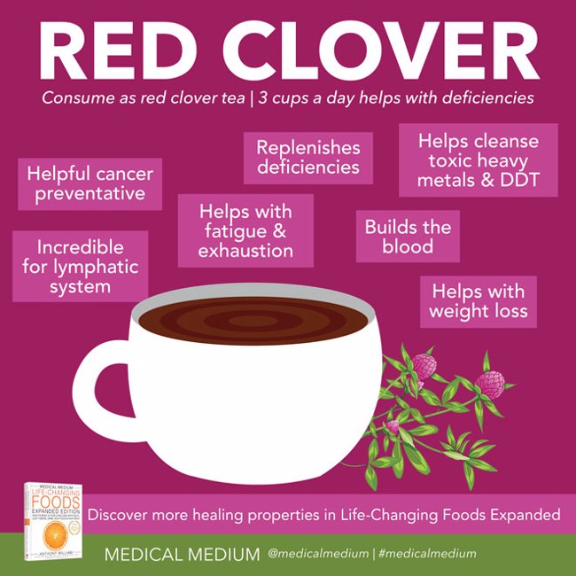 Red Clover: Lymph Cleanser