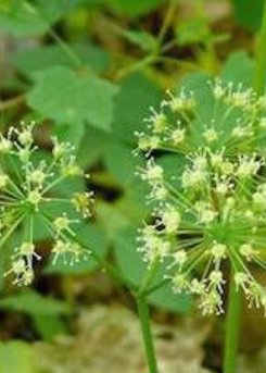 Sarsaparilla