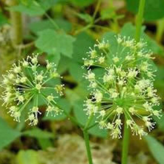 Sarsaparilla