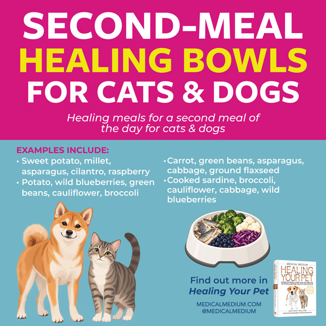 Second-Meal Healing Bowls For Cats And Dogs