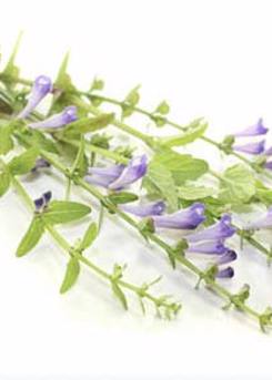 Skullcap