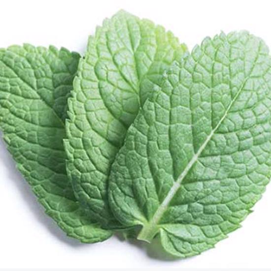 Spearmint