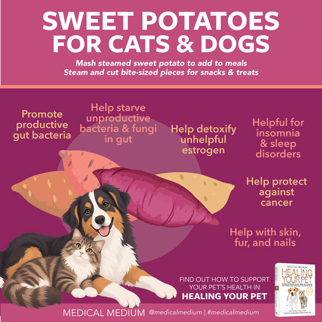 Sweet Potatoes For Cats And Dogs