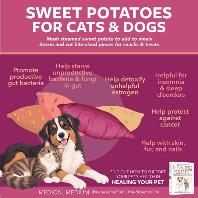Sweet Potatoes For Cats And Dogs