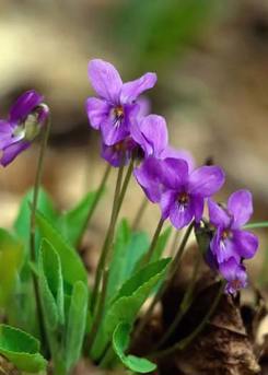 Sweet Violet