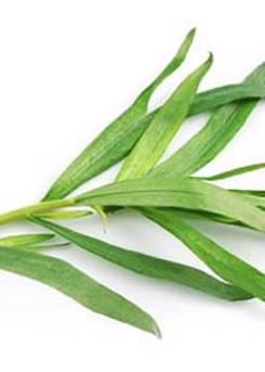 Tarragon