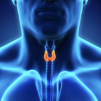 Thyroid Hormones 