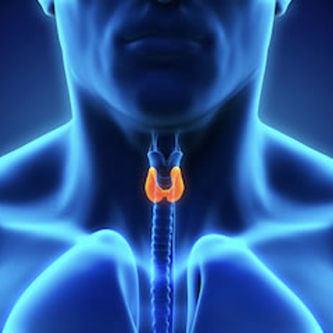 Thyroid Hormones 