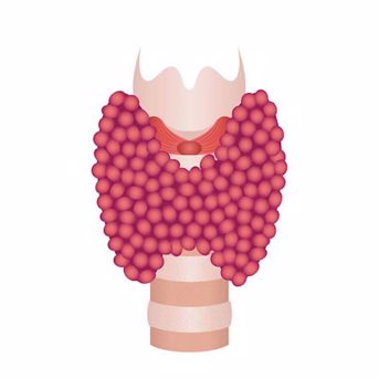 Thyroid Mechanics 