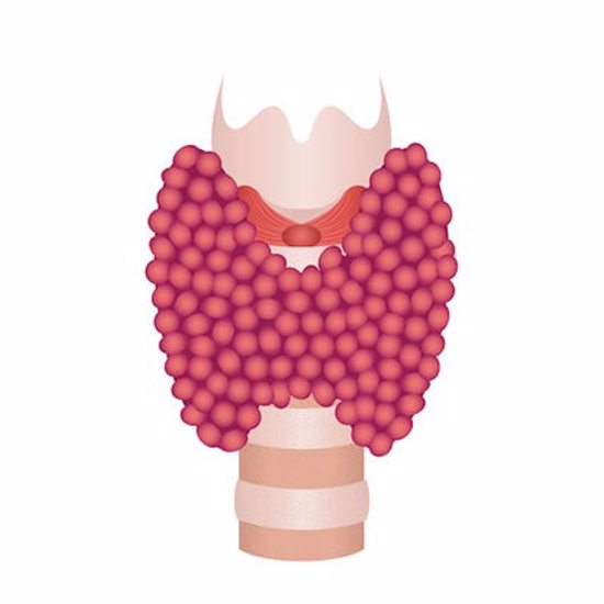 Thyroid Mechanics 