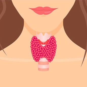 Thyroid's True Purpose 