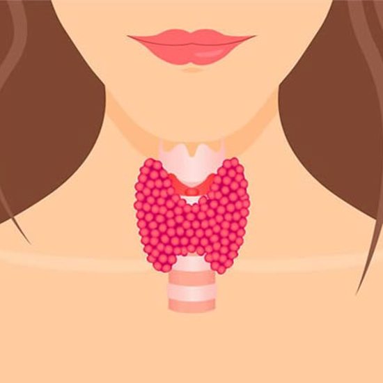 Thyroid's True Purpose 