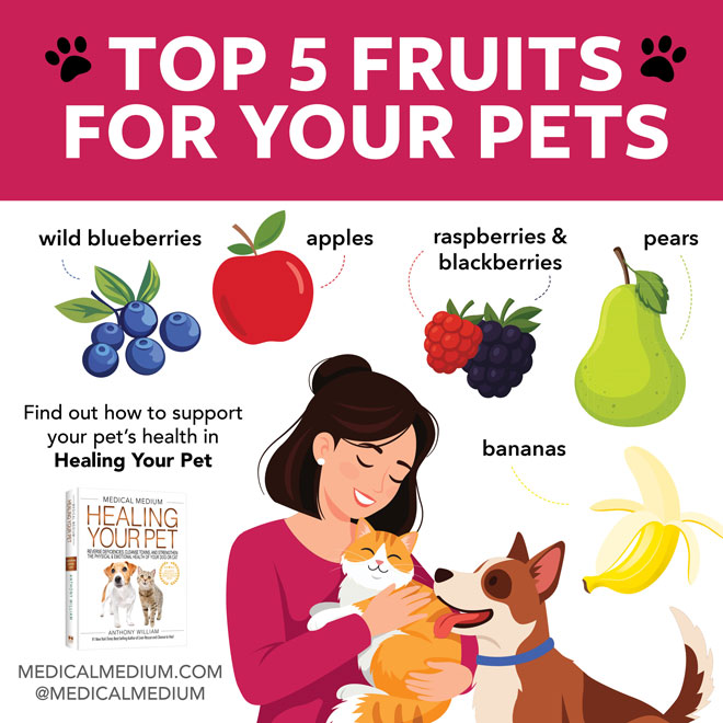 Top 5 Fruits For Cats and Dogs