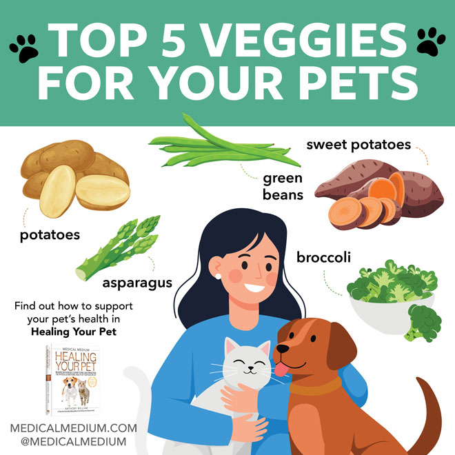 Top 5 Veggies For Your Pets 