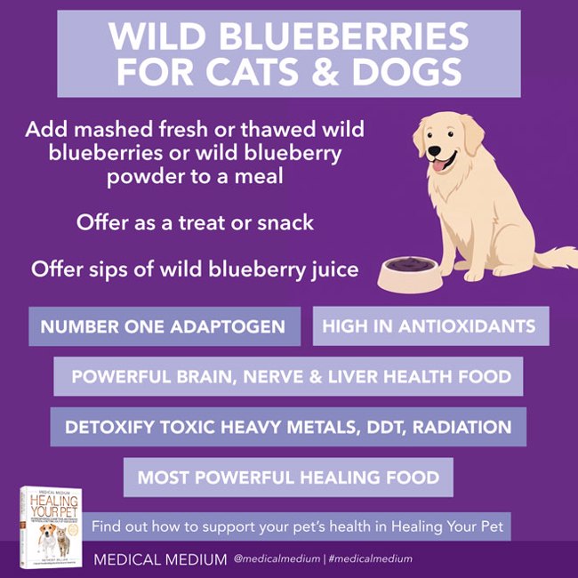 Wild Blueberries For Cats And Dogs