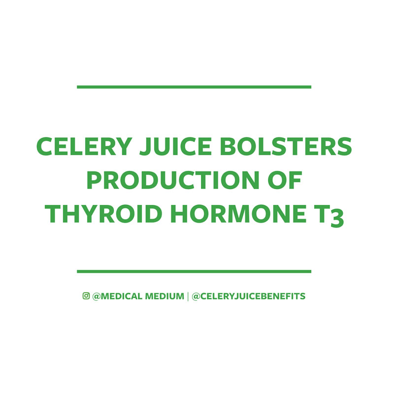 Celery juice bolsters production of thyroid hormone T3