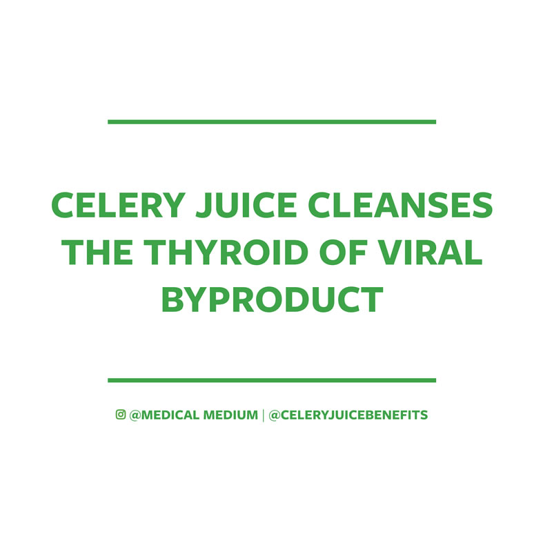 Celery juice cleanses the thyroid of viral byproduct