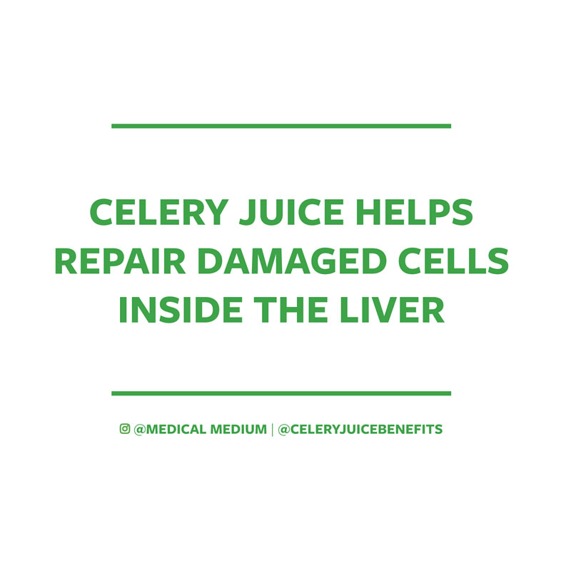 Celery juice helps repair damaged cells inside the liver