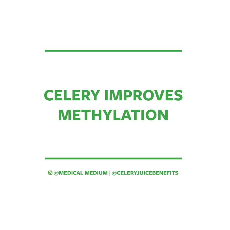 Celery improves methylation