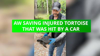 Medical Medium: AW Saving Injured Tortoise That Was Hit By A Car